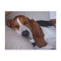 Sleepy Basset Hound Post Cards