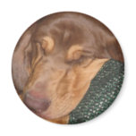 Sleepy Bloodhound Refrigerator Magnets