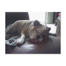 Sleepy bulldog post cards