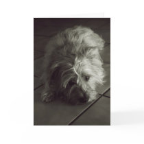 Sleepy cairn terrier greeting cards