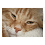 Sleepy Cat Greeting Card