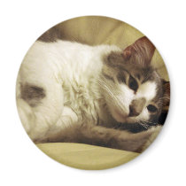 Sleepy Cat Refrigerator Magnets