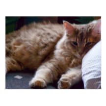 sleepy cat postcard