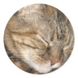 Sleepy Cat Round Sticker