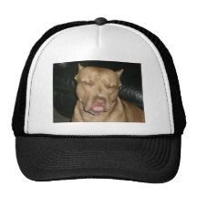 Sleepy dog hat