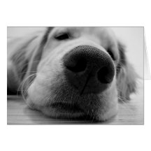 Sleepy Golden Greeting Cards
