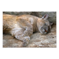 Sleepy Head