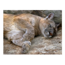 Sleepy Head Postcards