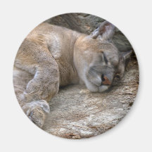 Sleepy Head Refrigerator Magnet