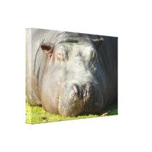 Sleepy Hippo Gallery Wrapped Canvas