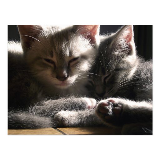 Sleepy Kittens Falling Asleep Together Post Cards