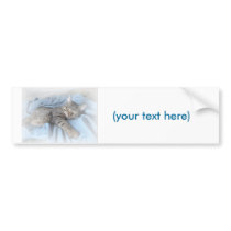 Sleepy Kitty Bumper Sticker