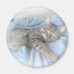 Sleepy Kitty Fridge Magnet