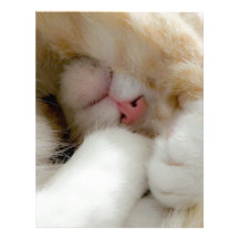 Sleepy Kitty Letterhead