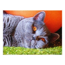 Sleepy Kitty Photo Print