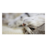 Sleepy Kitty Picture Card