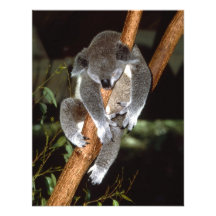 Sleepy Koala Personalized Invites