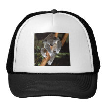 Sleepy Koala Trucker Hat