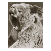 Sleepy Koala Yawning Post Card