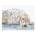Sleepy Labradoodle Postcard