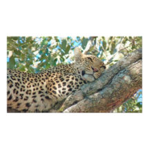 Sleepy Leopard Photographic Print