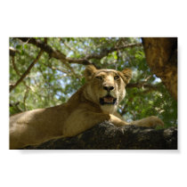 Sleepy Lioness posters