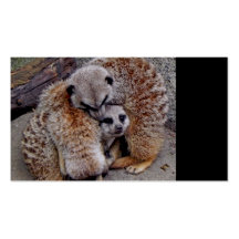 Sleepy Meerkats Business Card