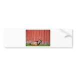 Sleepy Old Goat Bumper Sticker