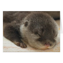 Sleepy Otter Card