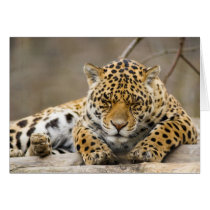 Sleepy Panther cards