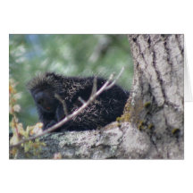 Sleepy Porcupine Wildlife Animal Photo Card