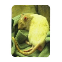 Sleepy Rattie Vinyl Magnet