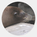 Sleepy Sea Lion Sticker