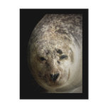 Sleepy Seal postcards