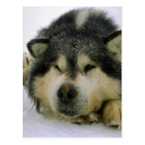 Sleepy sled dog postcards