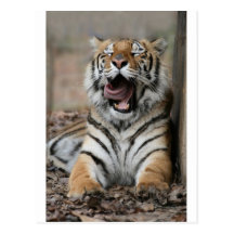 Sleepy Tiger Postcards