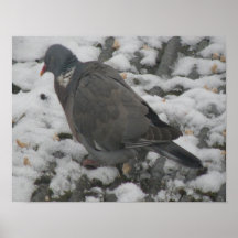 Sleepy Wood Pigeon Print