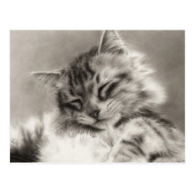 Sleepyhead Maine Coon Cat Postcard