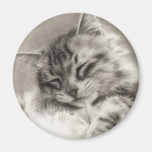 Sleepyhead Maine Coon Magnet