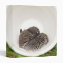 Sleepytime Cute Baby Mice 1" Photo Album 3 Ring Binders