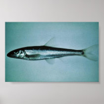 Slender Chub Poster
