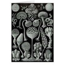Slime Moulds Card