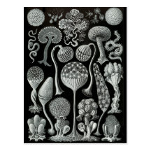 Slime Moulds Post Cards