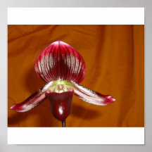 Slipper orchid poster