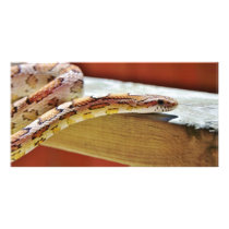 Slithering Red Corn Snake Photo Greeting Card