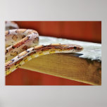 Slithering Red Corn Snake Posters