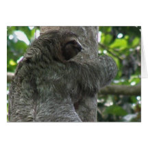 Sloth Greeting Card
