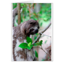 Sloth in tree Nicaragua Cards