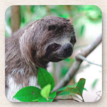 Sloth in tree Nicaragua Coaster