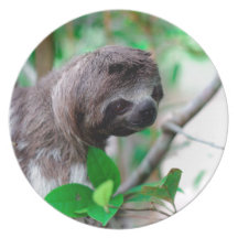 Sloth in tree Nicaragua Party Plates